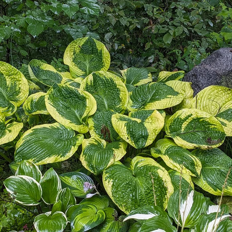 Hosta Frances Williams