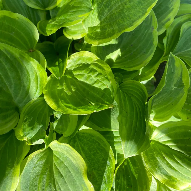 Hosta Golden Tiara