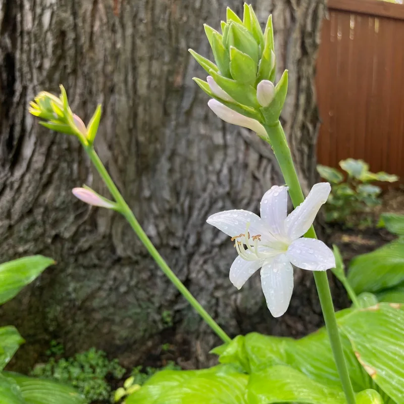 Hosta Guacamole