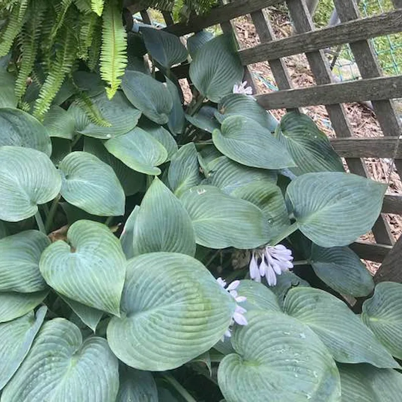 Hosta Hadspen Blue