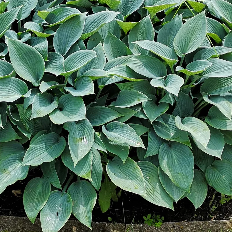 Hosta Halcyon