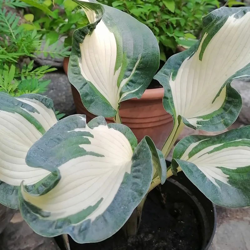 Hosta Hans