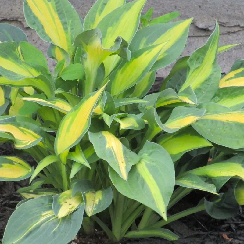 Hosta Happy Dayz