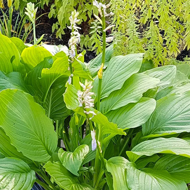 Hosta Honeybells