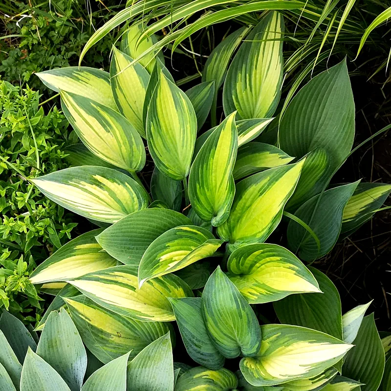 Hosta June