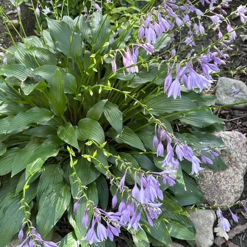 Hosta Lancifolia