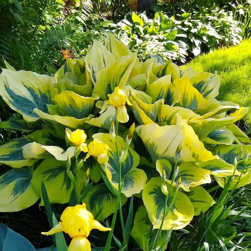 Hosta Liberty