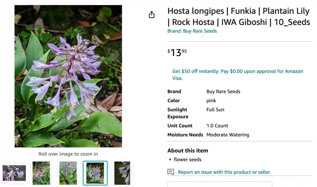 Hosta Longipes | Monsteraholic