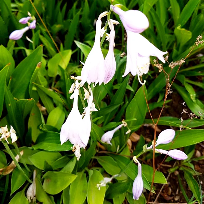 Hosta Longipes