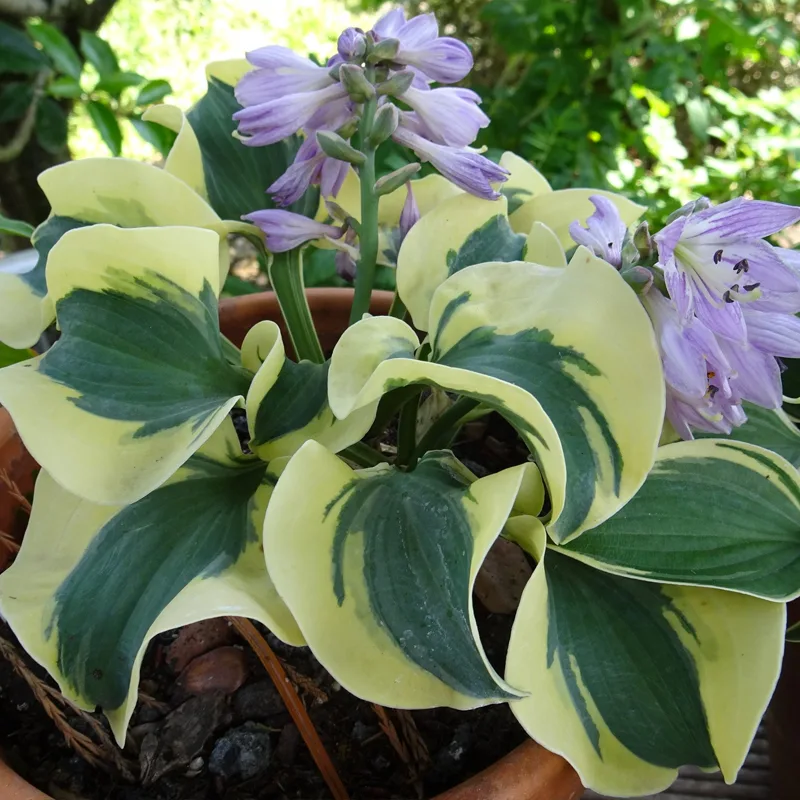 Hosta Mini Skirt