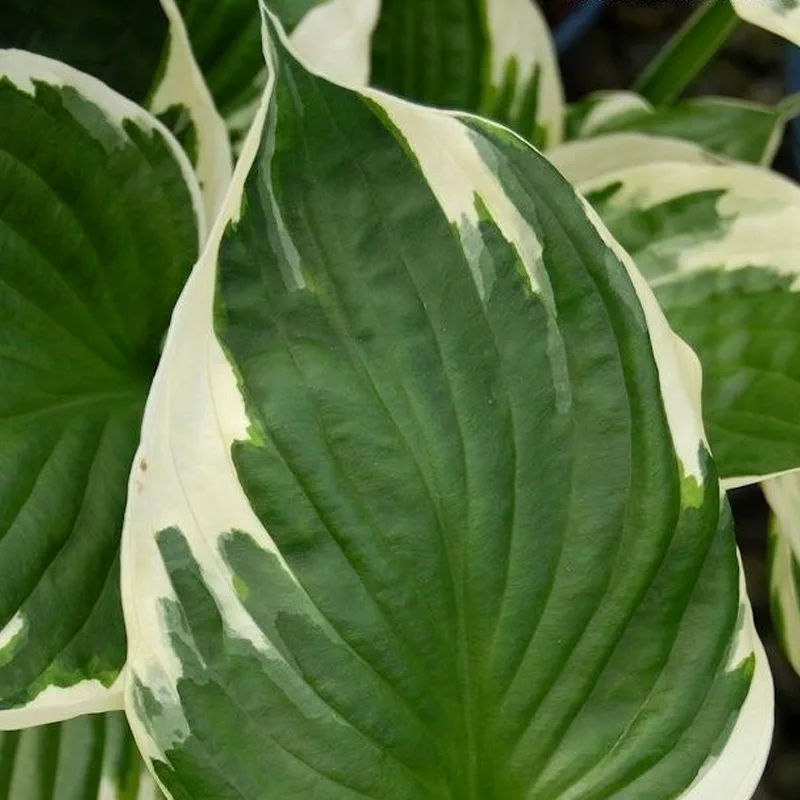 Hosta Minuteman