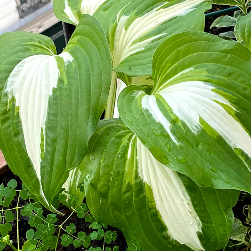 Hosta Night Before Christmas