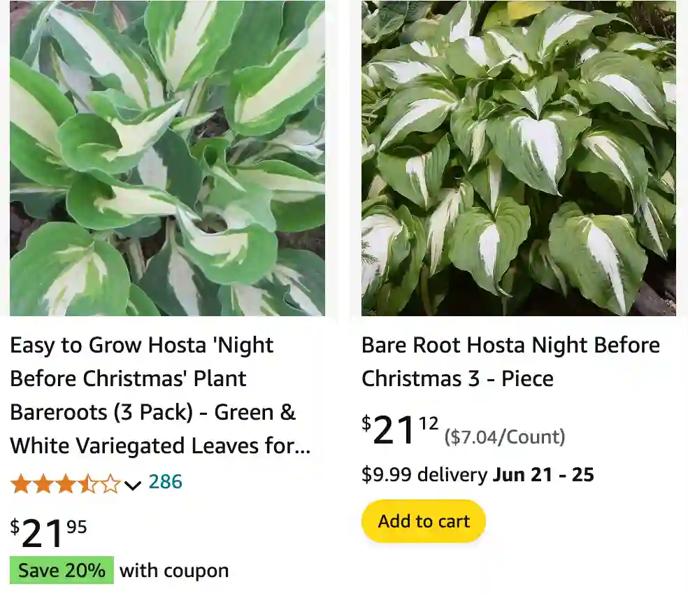 Hosta Night Before Christmas | Monsteraholic