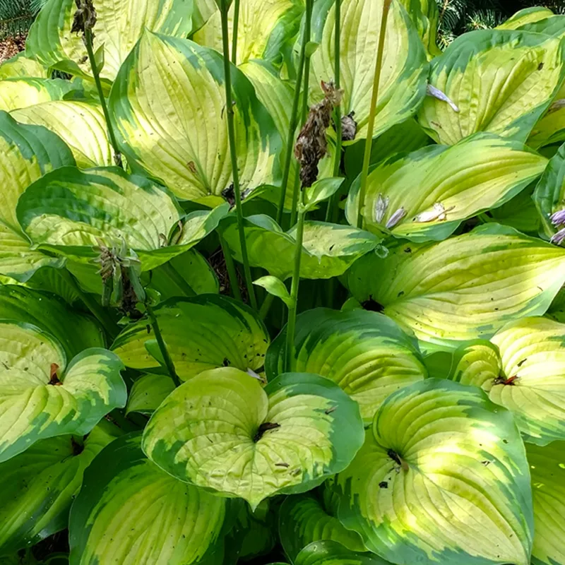 Hosta Old Glory