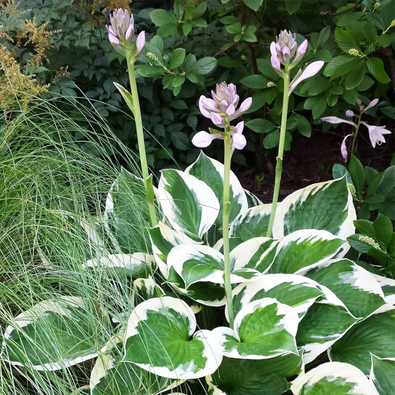 Hosta Patriot