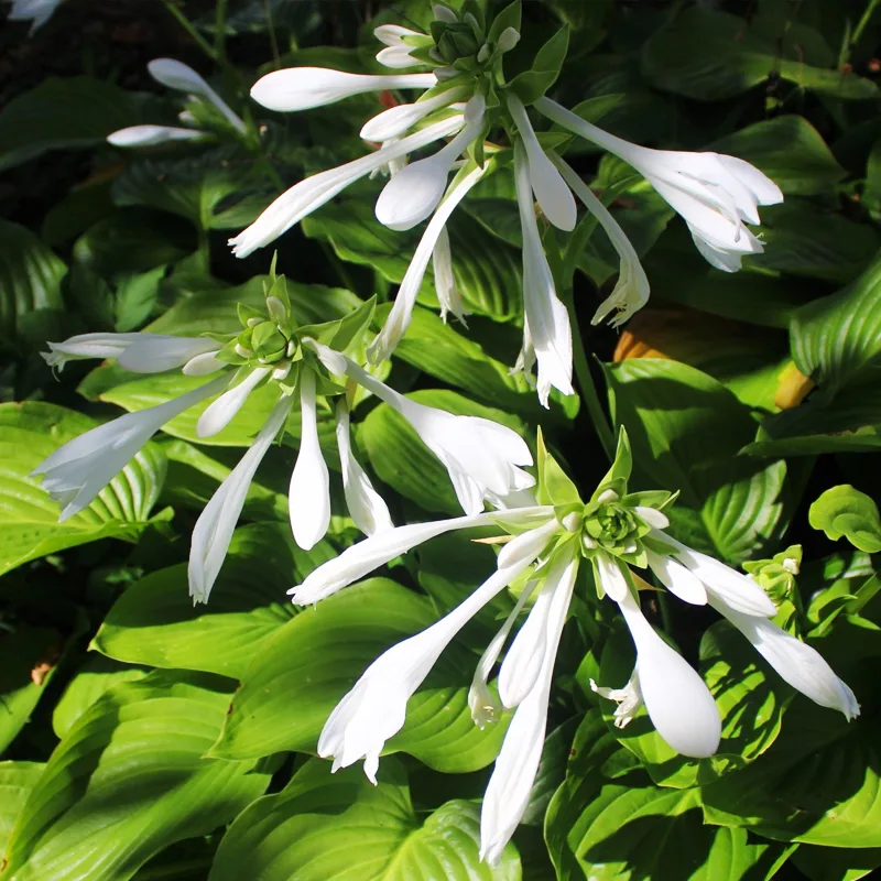 Hosta Plantaginea