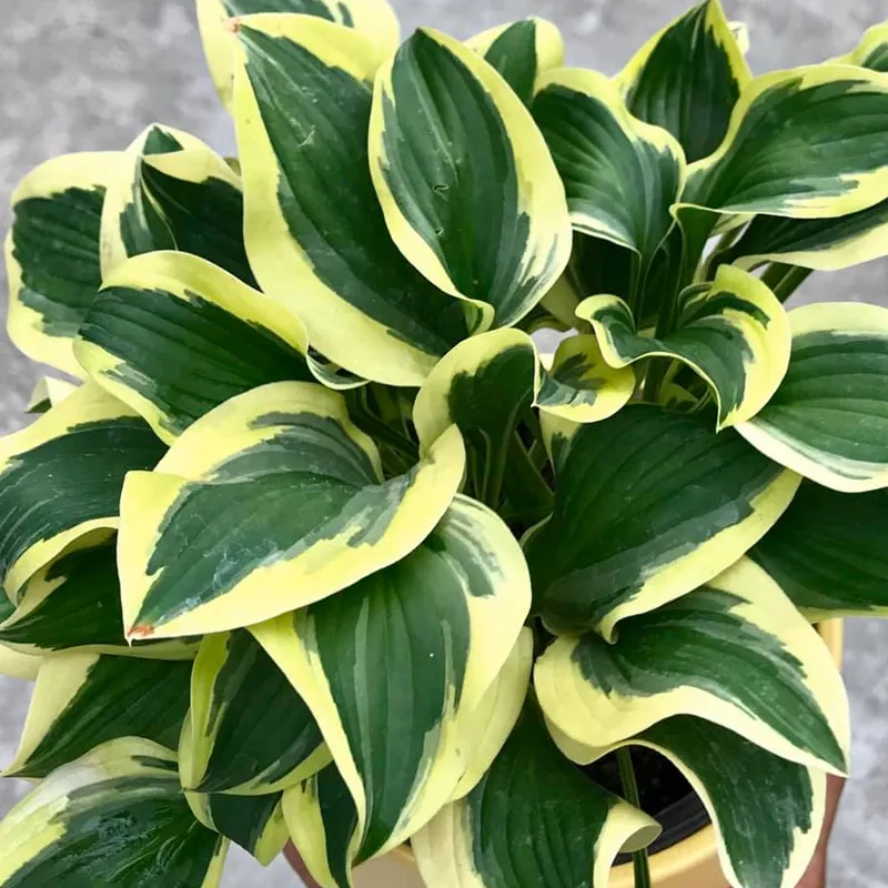 Hosta Queen Josephine