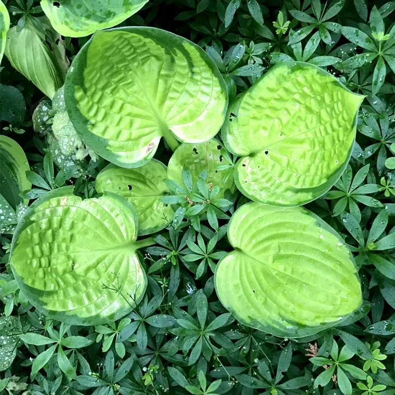 Hosta Rainforest Sunrise