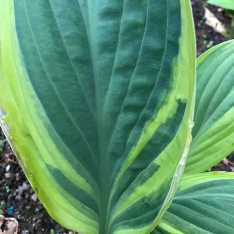 Hosta Regal Splendor