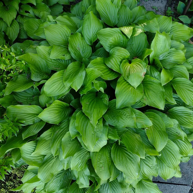 Hosta Royal Standard