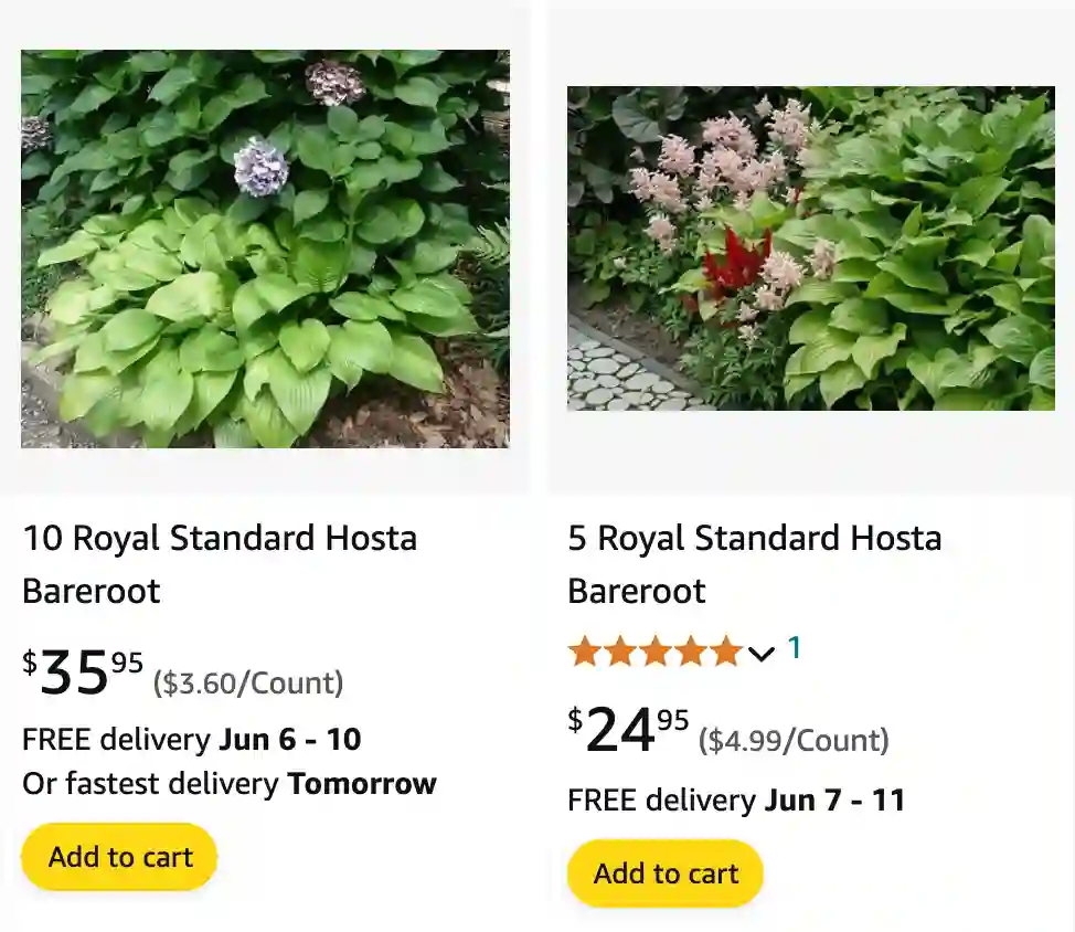 Hosta Royal Standard | Monsteraholic