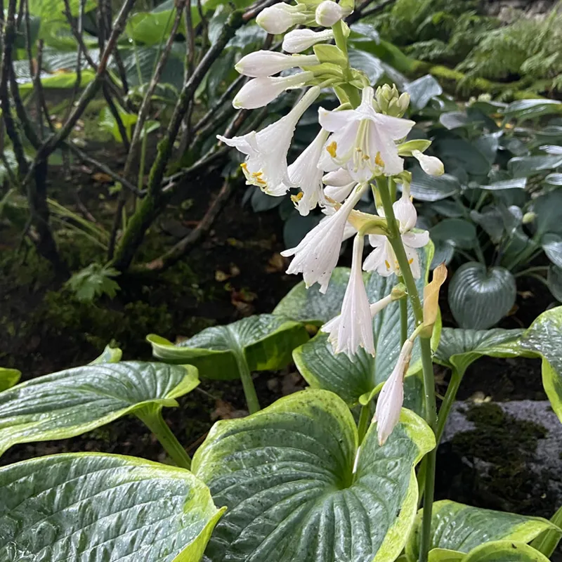 Hosta Sieboldiana