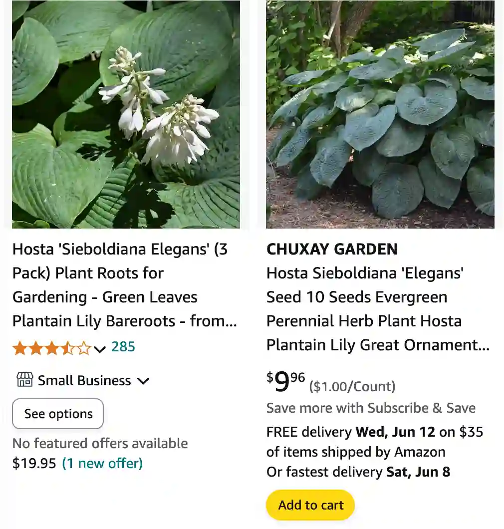 Hosta Sieboldiana | Monsteraholic