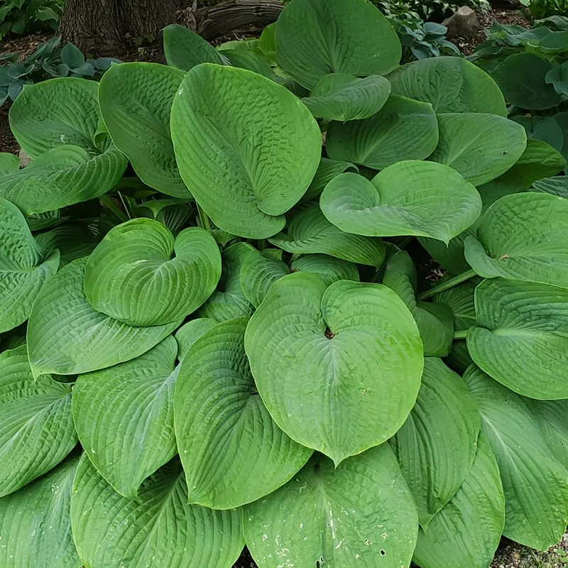 Hosta T Rex