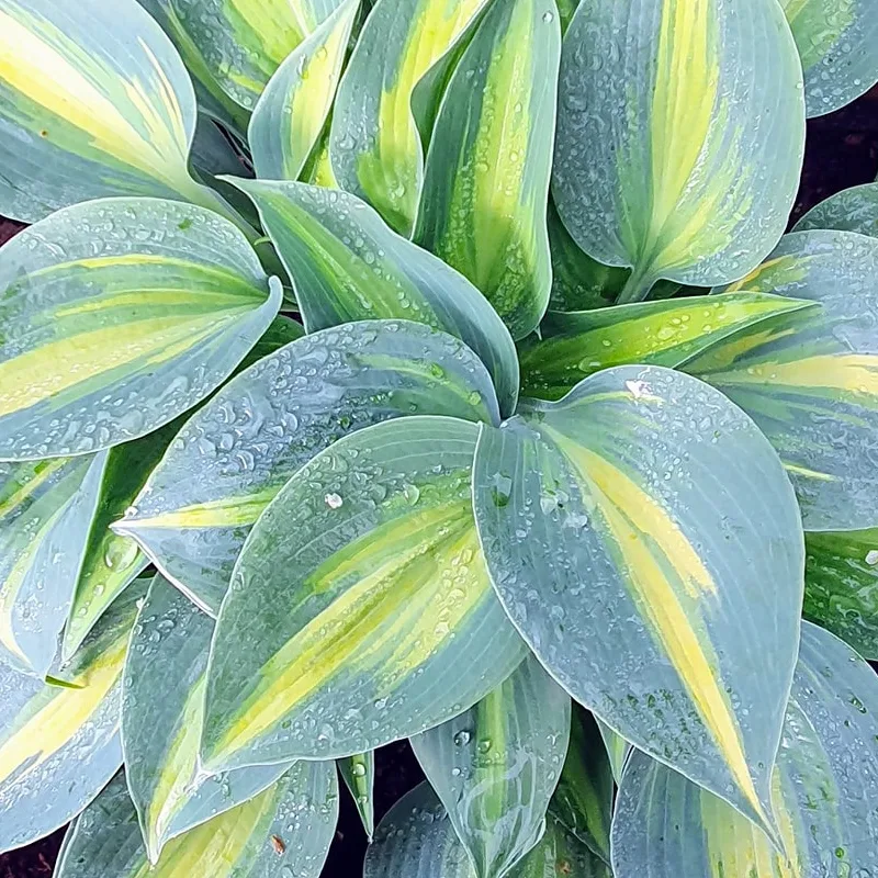 Hosta Touch Of Class