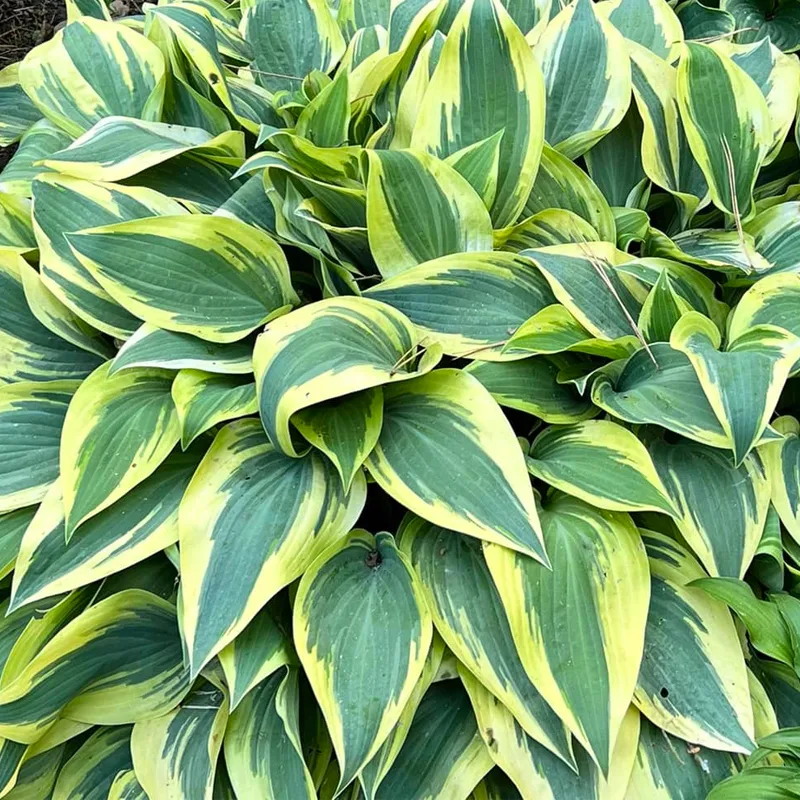 Hosta Twilight