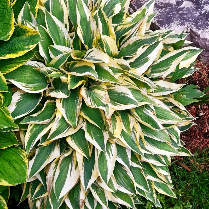 Hosta Undulata