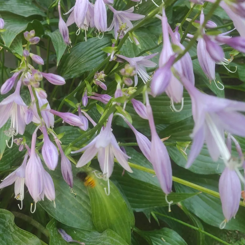 Hosta Ventricosa