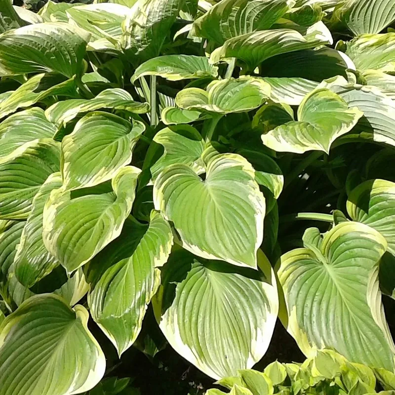 Hosta Victory