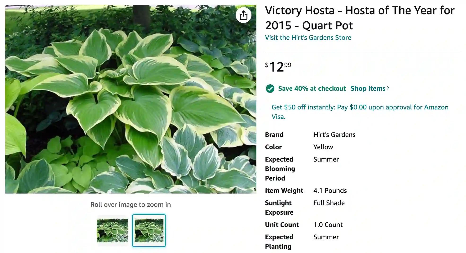 Hosta Victory | Monsteraholic