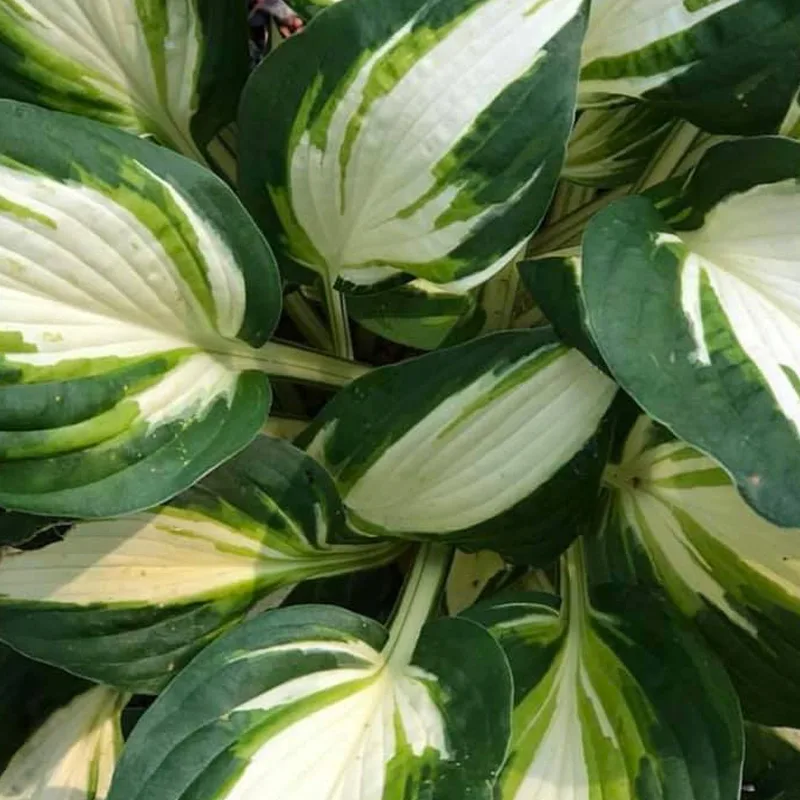 Hosta Vulcan