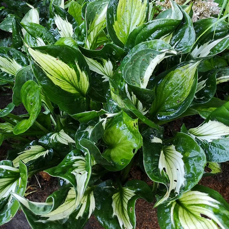 Hosta Whirlwind