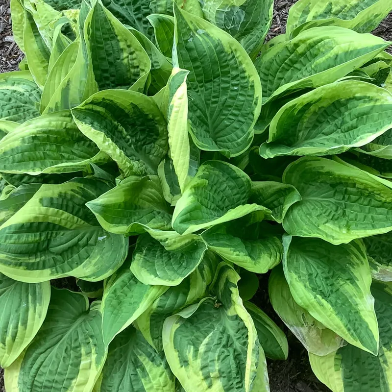 Hosta Wide Brim