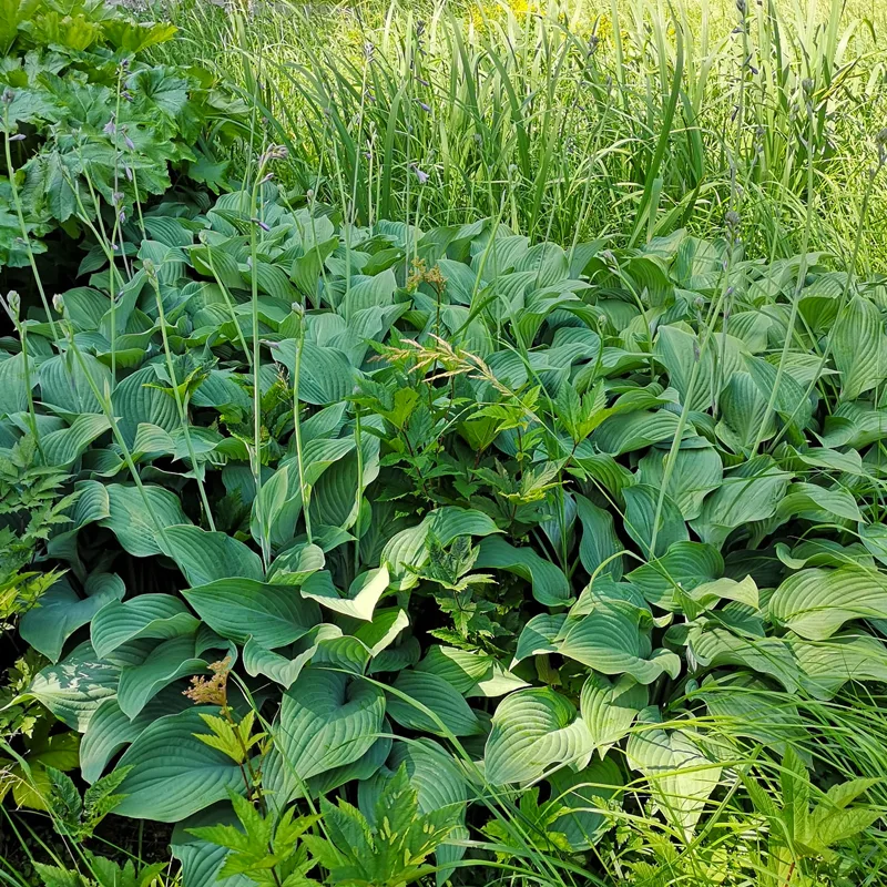 Krossa Regal Hosta