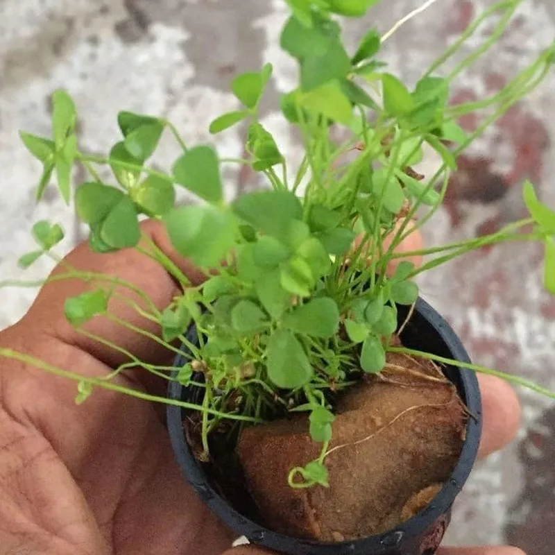 Marsilea Crenata