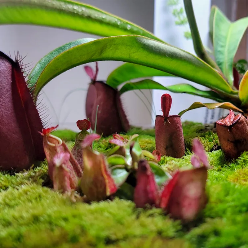 Nepenthes Ampullaria