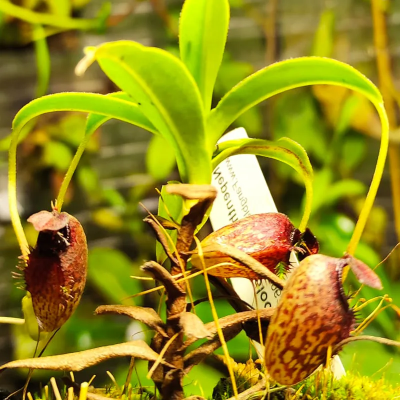 Nepenthes Aristolochioides