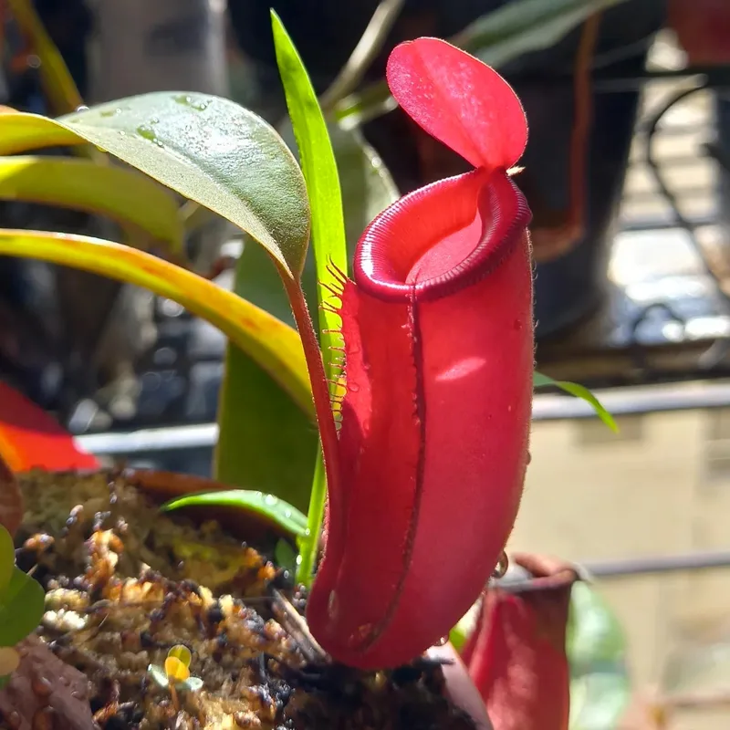 Nepenthes Bloody Mary