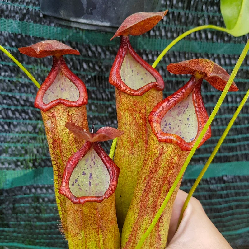 Plant FAQs Nepenthes Bokorensis