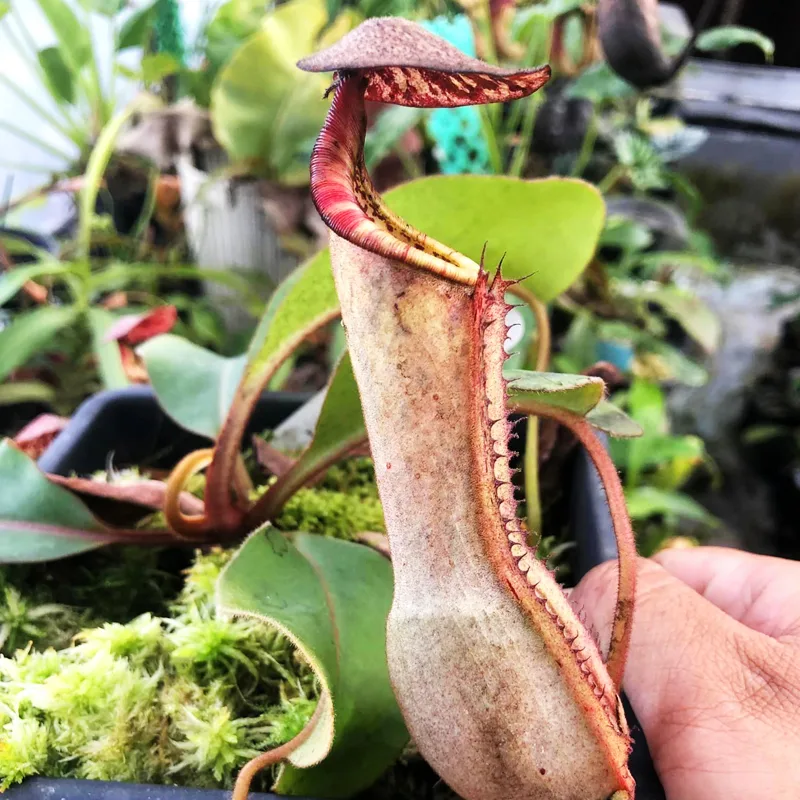 Nepenthes Clipeata