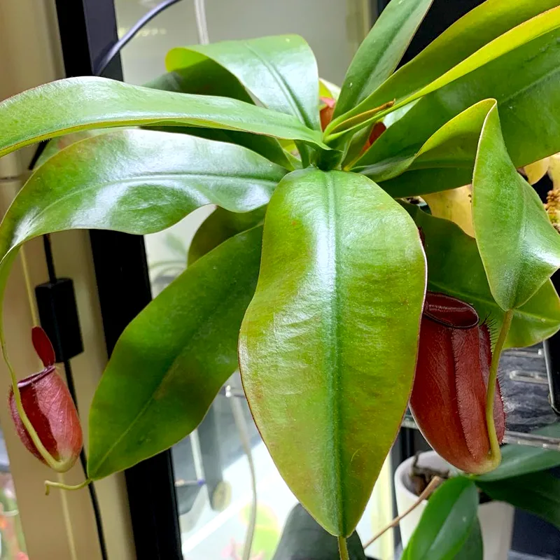 Nepenthes Diana