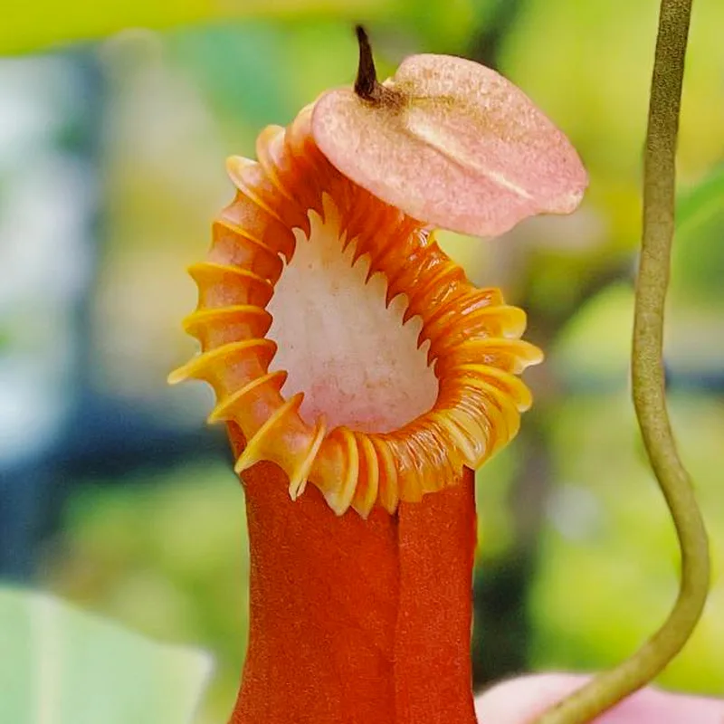 Nepenthes Edwardsiana