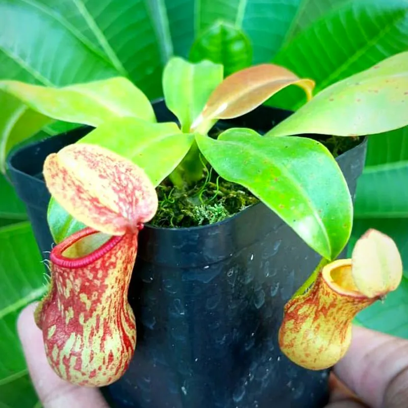 Nepenthes Gaya