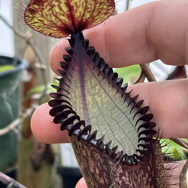 Nepenthes Hamata