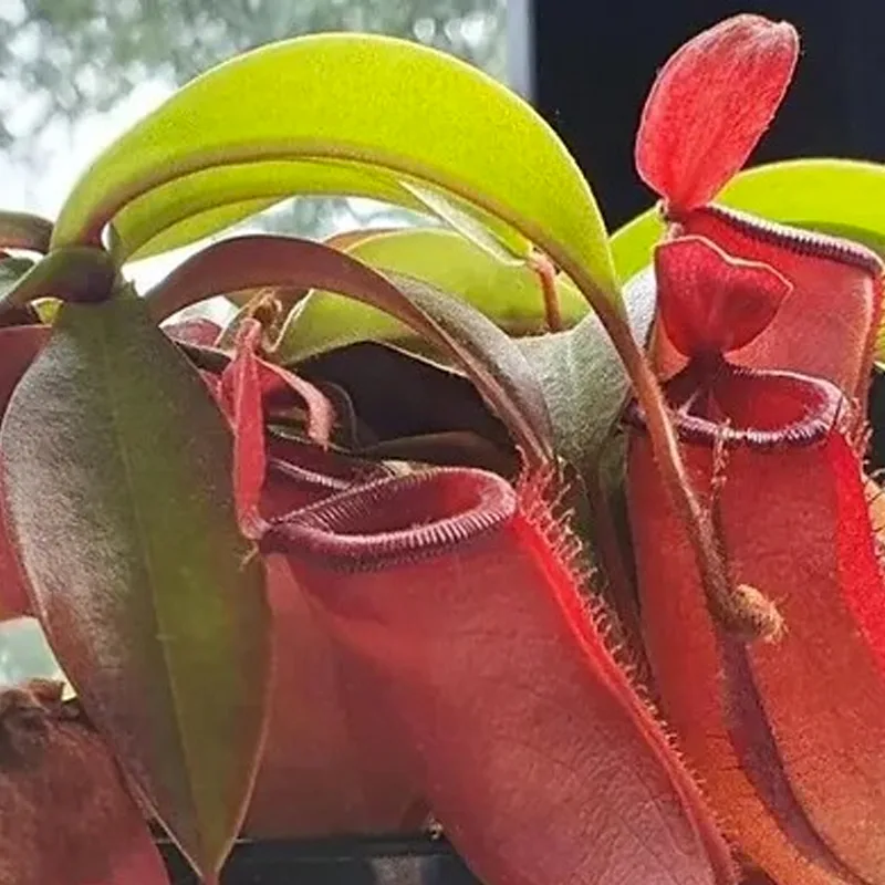 Nepenthes Lady Luck