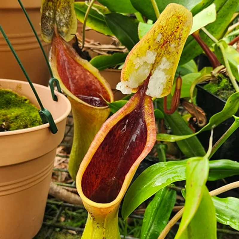 Nepenthes Lowii